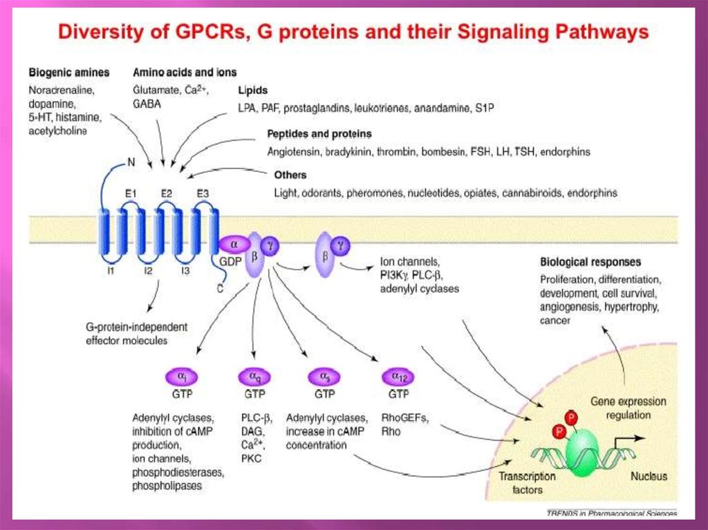 Частью рецепторы. GPCR рецепторы Биомолекула. Структура GPCR рецепторов. Рецепторы для цитокинов иммунология. Родопсиноподобные рецепторы.