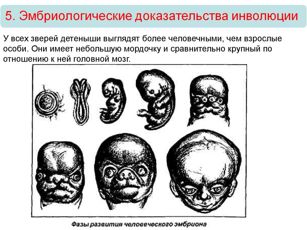 Развитие зародыша и плода человека. Геккель рисунки эмбрионов. Стадии развития зародыша. Стадии развития зародыша человека. Эмбриологические доказательства.