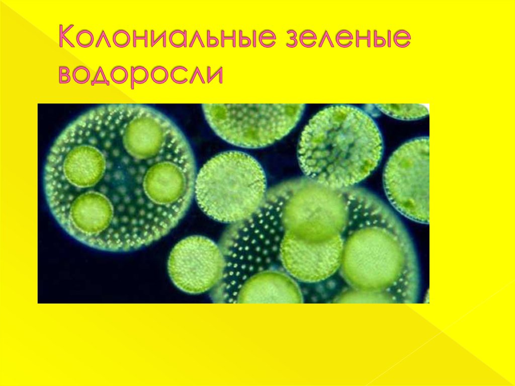 Зеленые колонии. Одноклеточные водоросли вольвокс. Колониальные водоросли. Колониальные зеленые водоросли. Одноклеточные и колониальные зеленые водоросли.