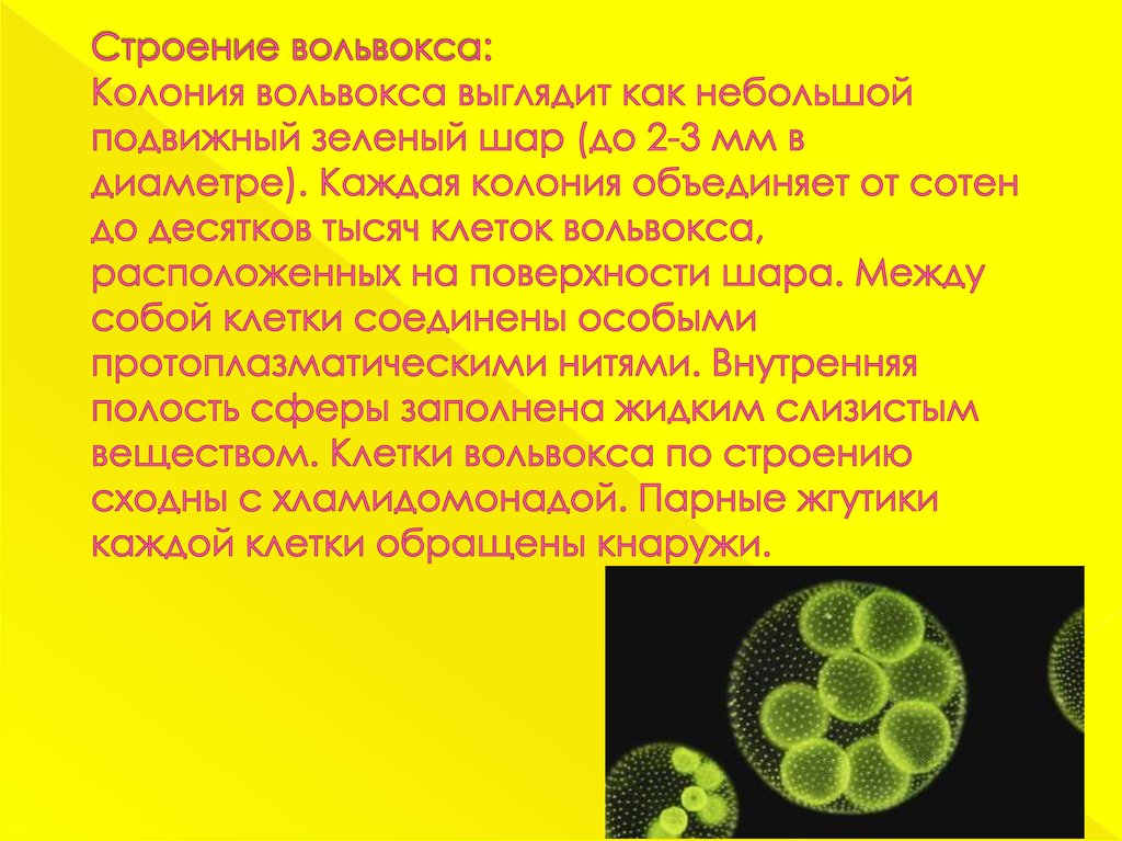 Организм имеющий колониальное строение. Колониальные водоросли вольвокс. Клетки колонии вольвокса. Дочерние колонии вольвокс. Вольвокс строение.