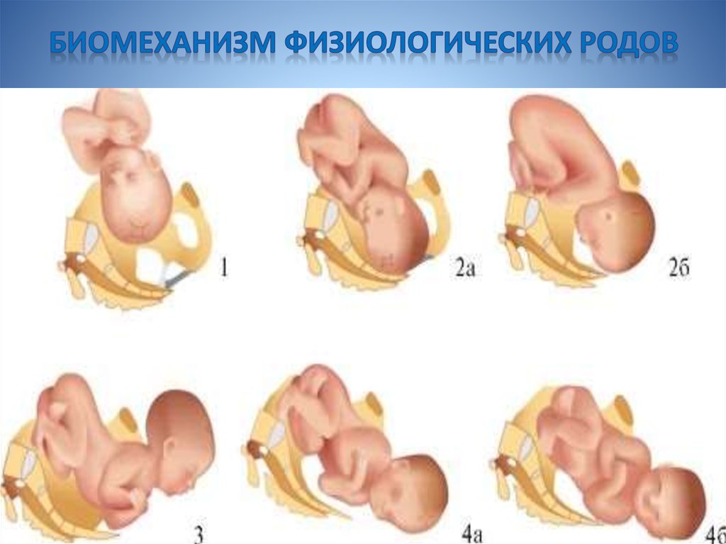 Роды схема для детей