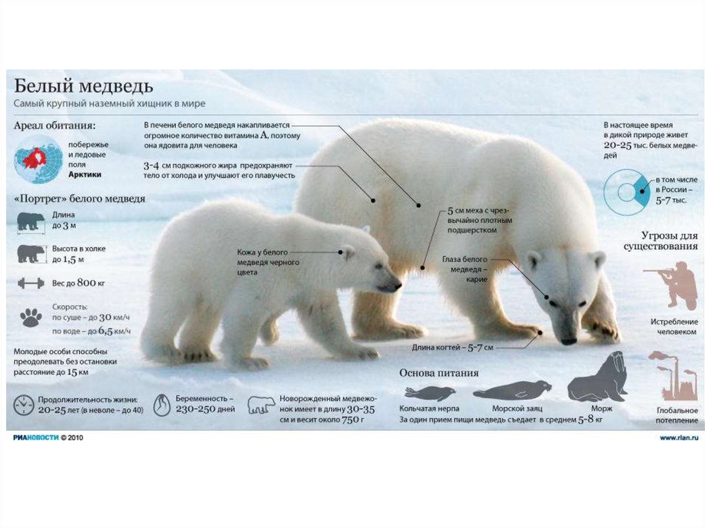 Белые медведи результаты. Ареал обитания белых медведей. Длина белого медведя. Высота белого медведя. Белый медведь живет в Арктике.