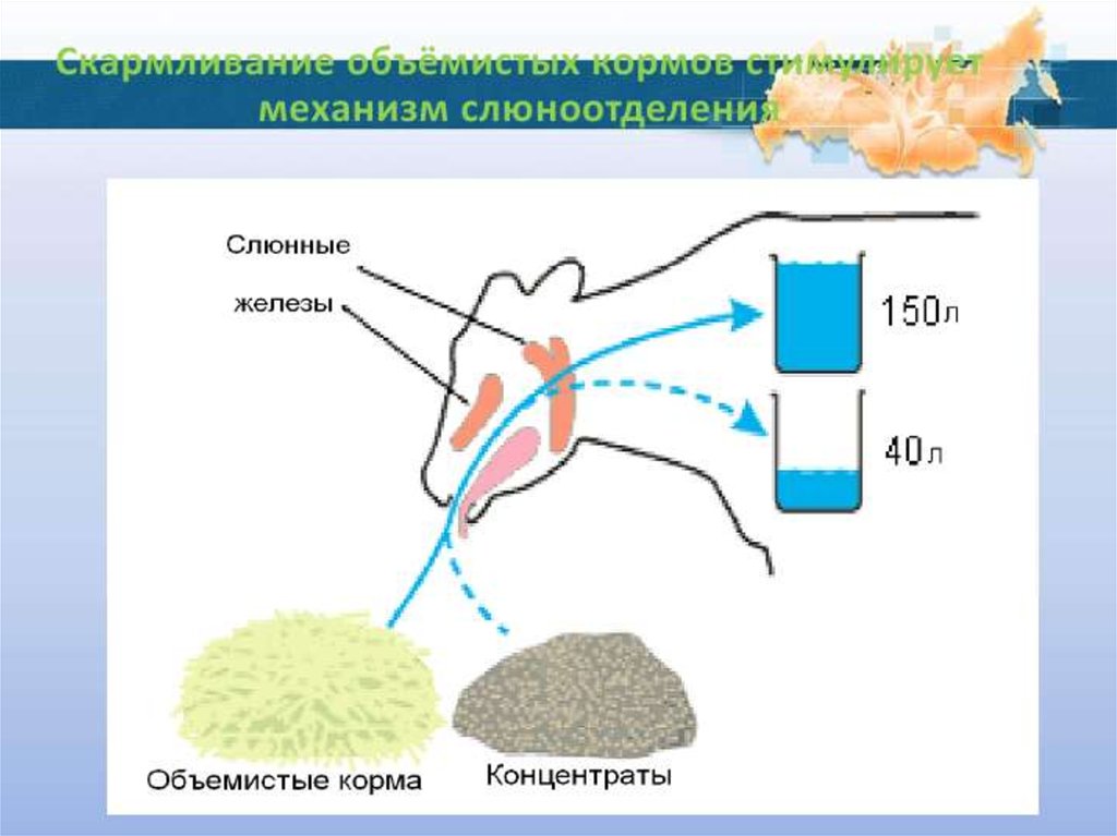 Схема лактации коровы