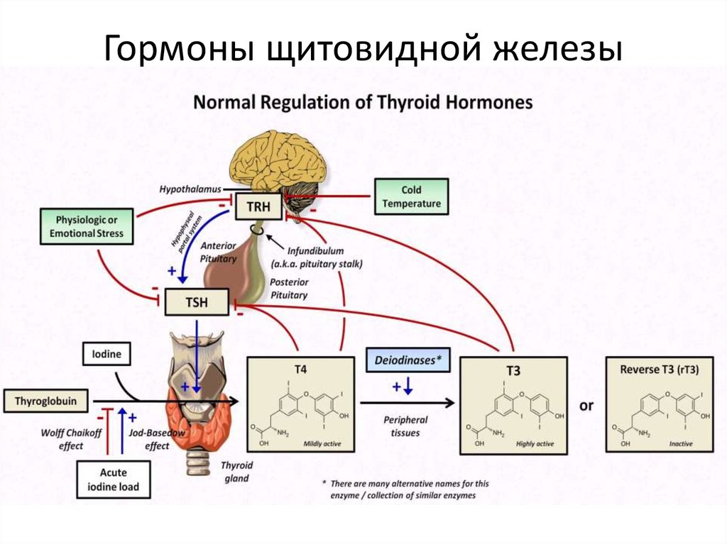 Схема синтеза тиреоидных гормонов