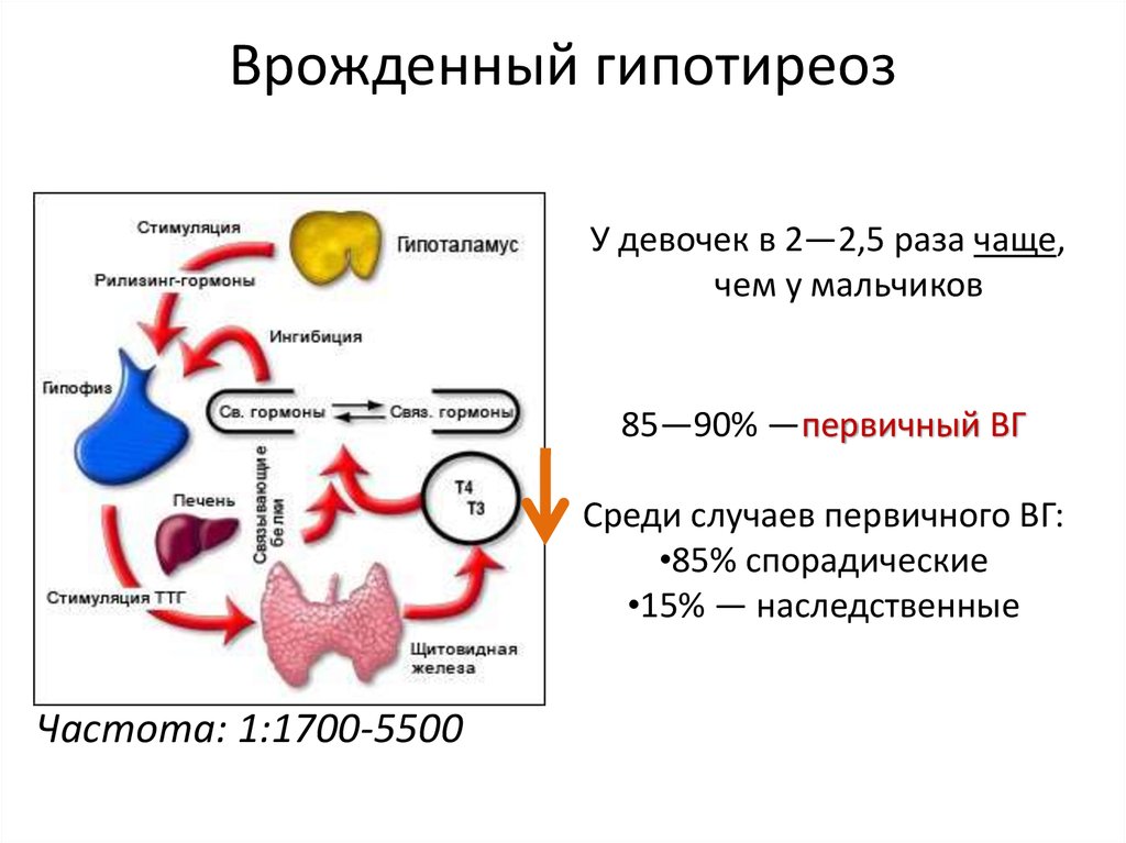 Гипотиреоз презентация патофизиология