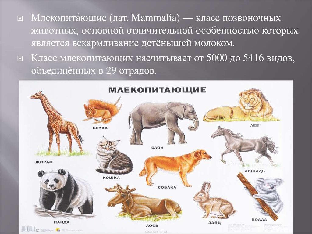 Млекопитающие являются одним из классов животных