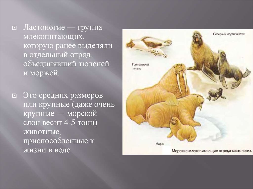 Систематической категорией объединяющей всех млекопитающих животных считается. Отряд ластоногие группа. Отряд ластоногие систематика. Морской слон отряд млекопитающих. Систематика морского слона.