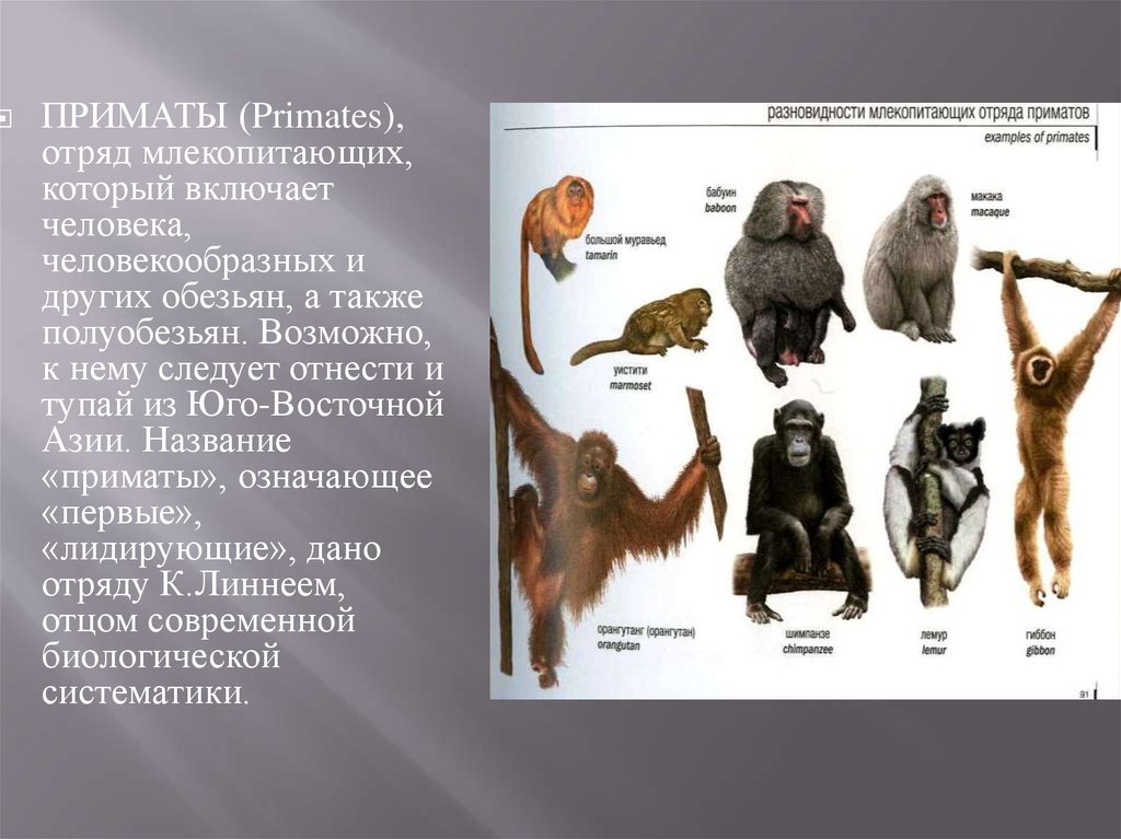 Млекопитающие отличаются от других позвоночных класс. Приматы млекопитающие представители. Отряд приматы систематика. Человекообразные обезьяны человекообразные обезьяны. Отряд высшие приматы семейства.