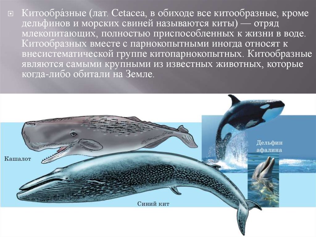Название крупного млекопитающего. Отряд китообразные Дельфин. Отряды млекопитающих китообразные. Отряд китообразные (Cetacea). Отряд китообразные Кашалот.