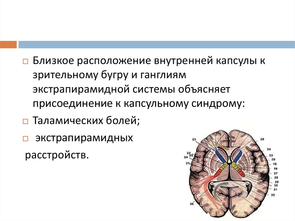 Схема расположения внутренней капсулы и базальных ядер