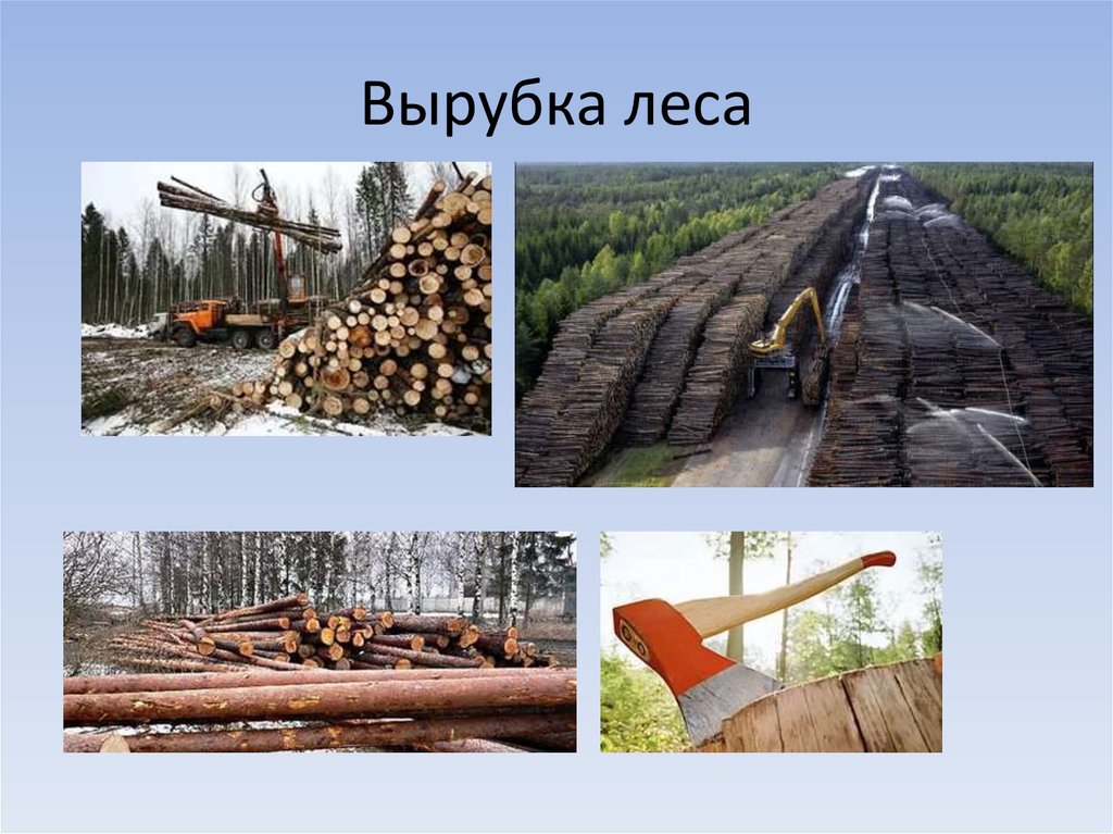 Проект по вырубке леса