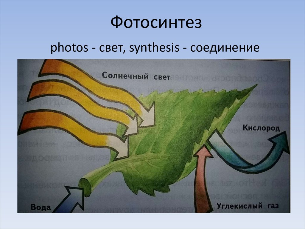 Свет синтез. Процесс фотосинтеза рисунок. Фотосинтез детский рисунок. Рисунок фотосинтеза 6 класс. Формула фотосинтеза у растений.