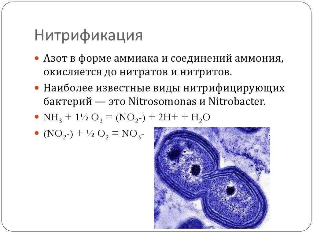 Нитрифицирующие бактерии. Нитрифицирующие бактерии реакции. Схема процесса нитрификации. Нитрифицирующие бактерии азот. Нитрификация бактерий реакция.