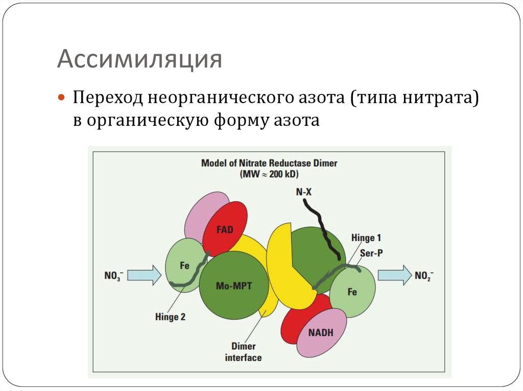 Ассимиляция это в биологии. Ассимиляция нитратного азота. Ассимиляция азота у растений. Ассимиляция аммиака. Первичная ассимиляция азота.