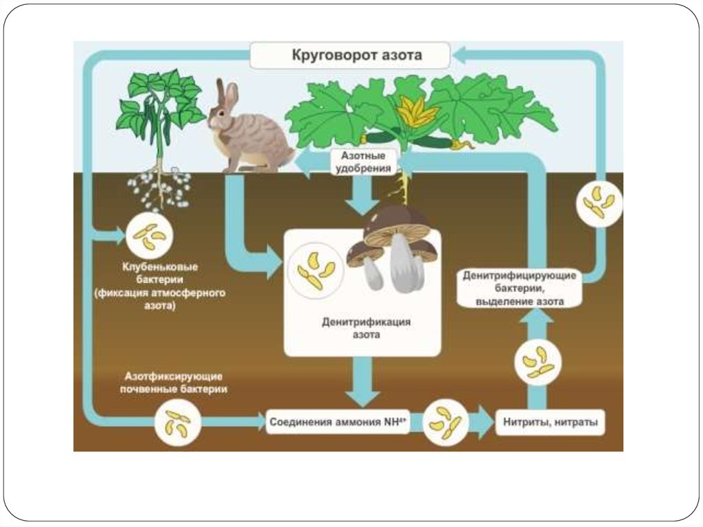 Какие организмы усваивают азот. Круговорот азота биология. Круговорот азота азотфиксирующие бактерии. Роль микроорганизмов в круговороте веществ в природе схема. Микроорганизмы в круговороте азота.
