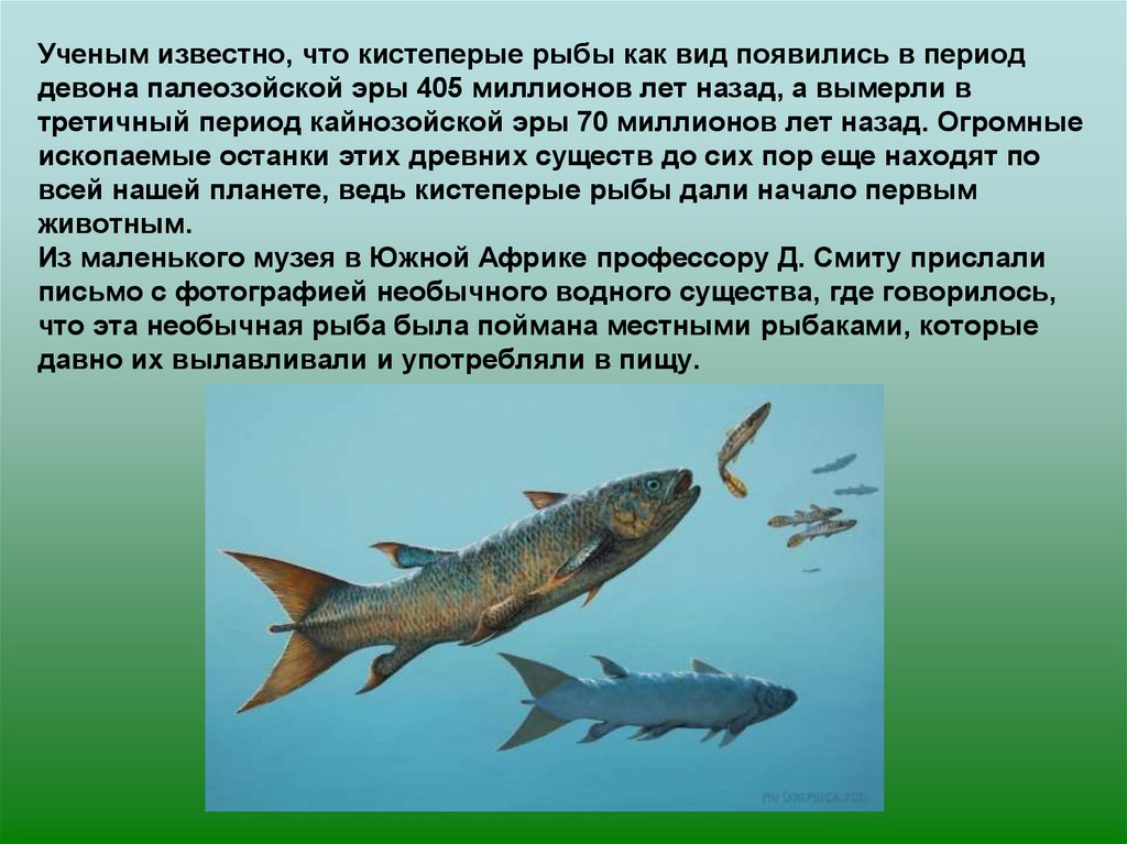 Какими были первые рыбы. Кистеперые рыбы девона. Кистеперые рыбы палеозойской эры. Появление кистеперых рыб. Кистеперые рыбы появились в периоде.