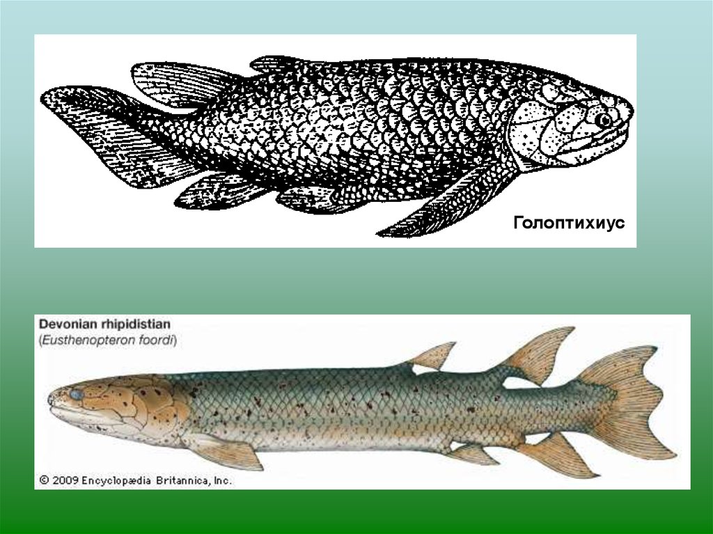 Появление кистеперых рыб. Кистеперые девона. Кистеперая рыба Латимерия. Кистеперые рыбы девона. Пищеварительная система кистеперых рыб.