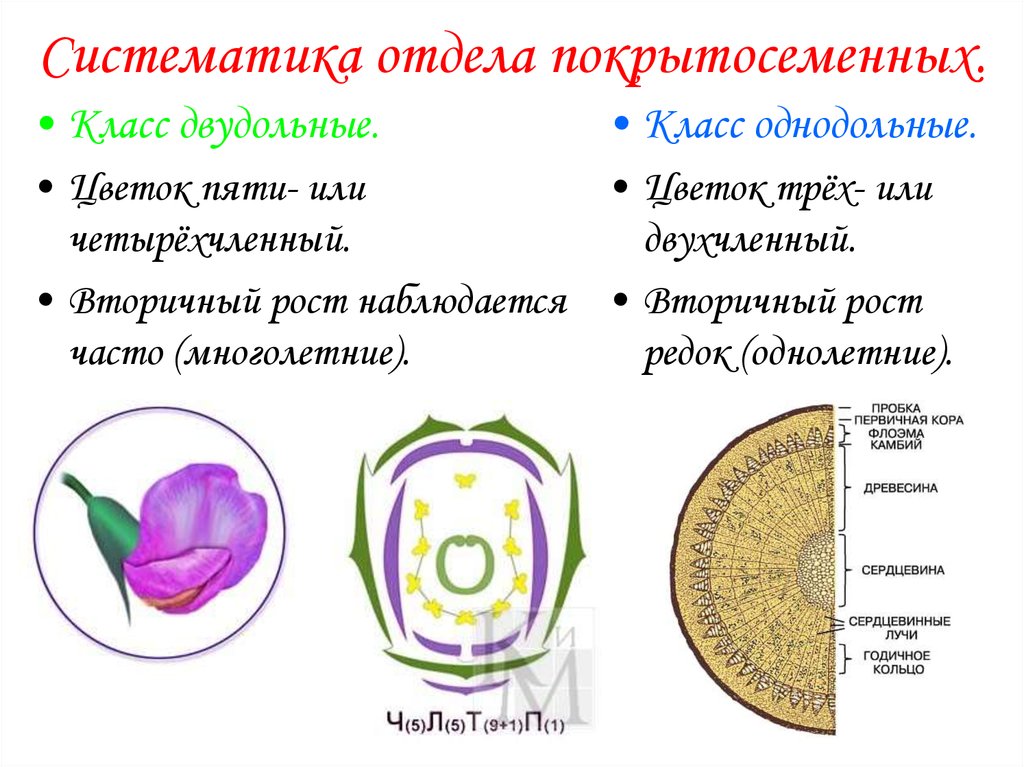 Как выглядит диаграмма цветка двудольных. Признаки семейств покрытосеменных. Однодольных цветковых растений..