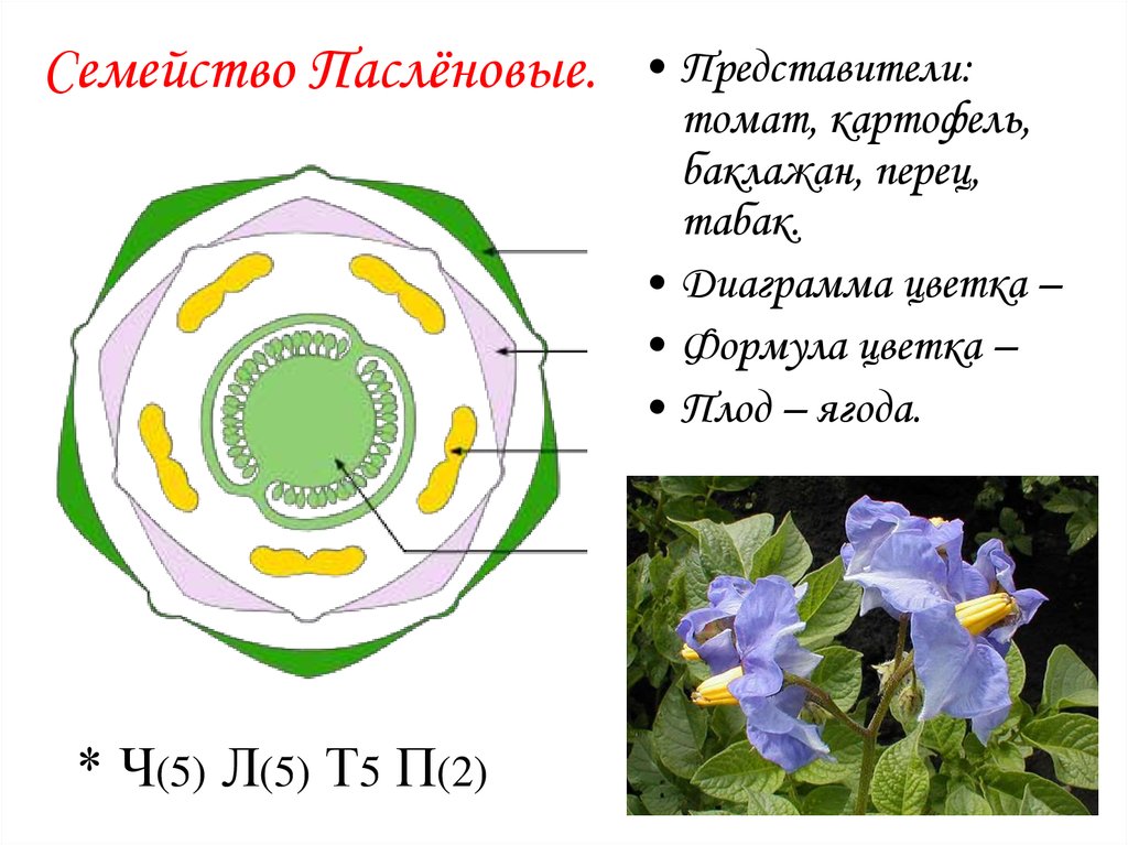 10 формула цветка