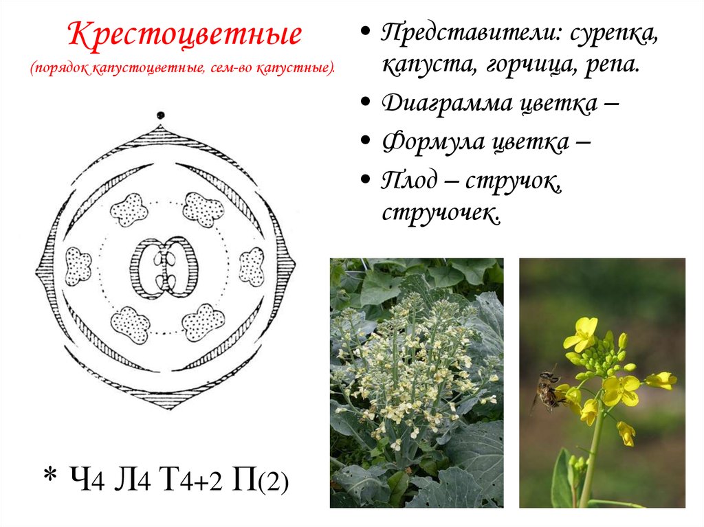 Крестоцветные рассматриваются как семейство. Герань Сибирская диаграмма цветка. Полынь обыкновенная диаграмма цветка. Полынь горькая диаграмма цветка. Диаграмма цветка крестоцветных схема.