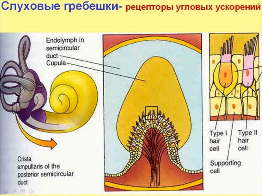 Рецепторный орган слуха. Строение слуховых рецепторов улитки. Строение слухового рецептора. Рецепторы органа слуха. Рецепторный аппарат органа слуха.