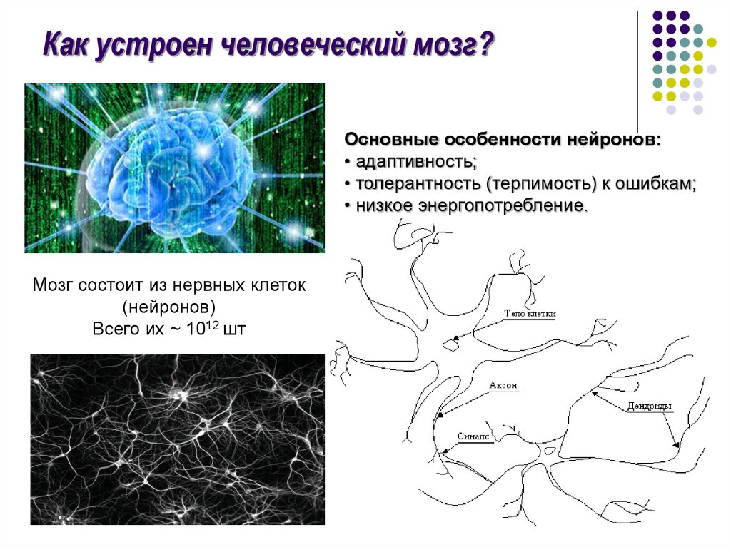 Клетки мозга человека состоят из. Как устроен Нейрон мозга. Сколько нейронных клеток в человеческом мозге. Миллиарды нейронов. Мозг состоит из миллиардов нейронов.