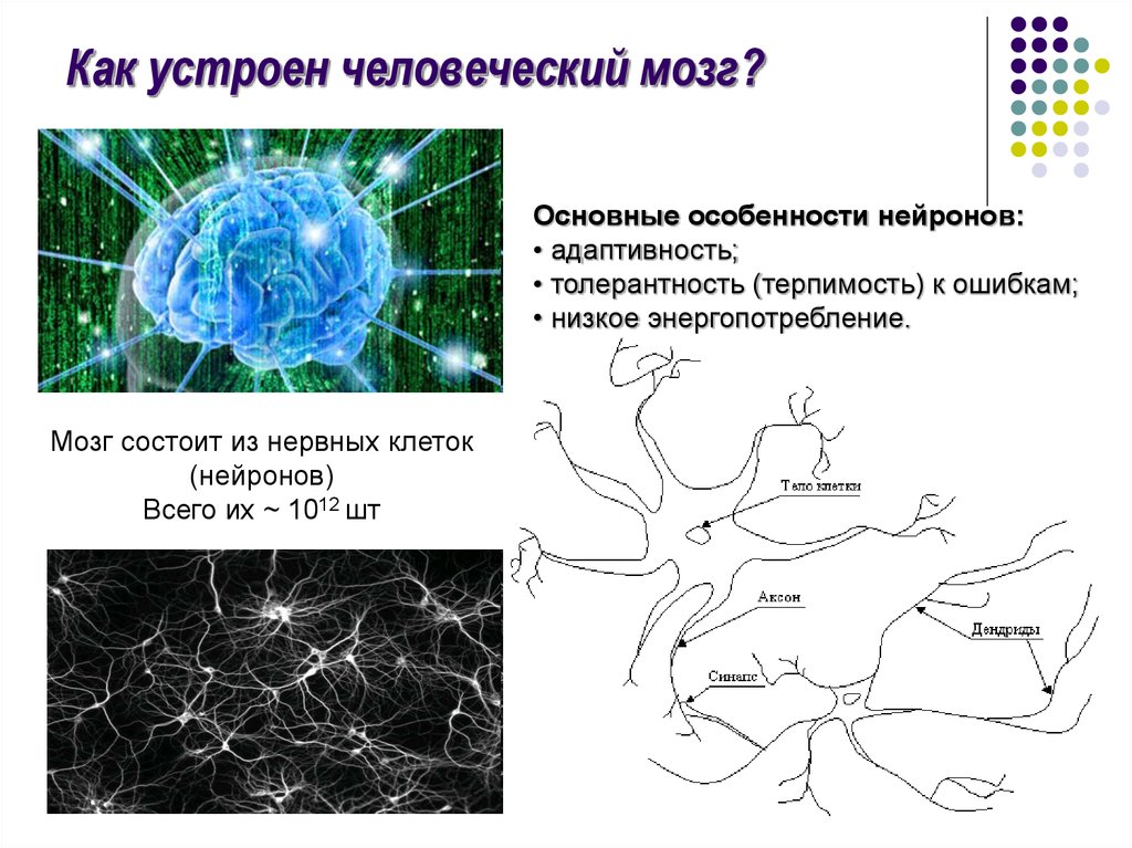 Как устроен Нейрон мозга. Сколько нейронных клеток в человеческом мозге. Миллиарды нейронов. Мозг состоит из миллиардов нейронов.