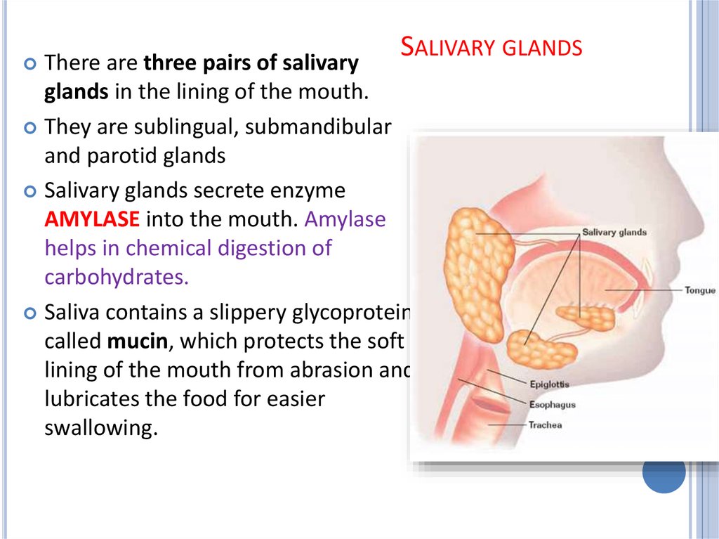 Salivary glands