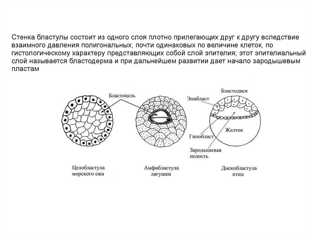 Величина клеток. Строение бластулы человека гистология. Типы бластул хордовых морула. Строение и типы бластул. Строение бластулы бластодерма.