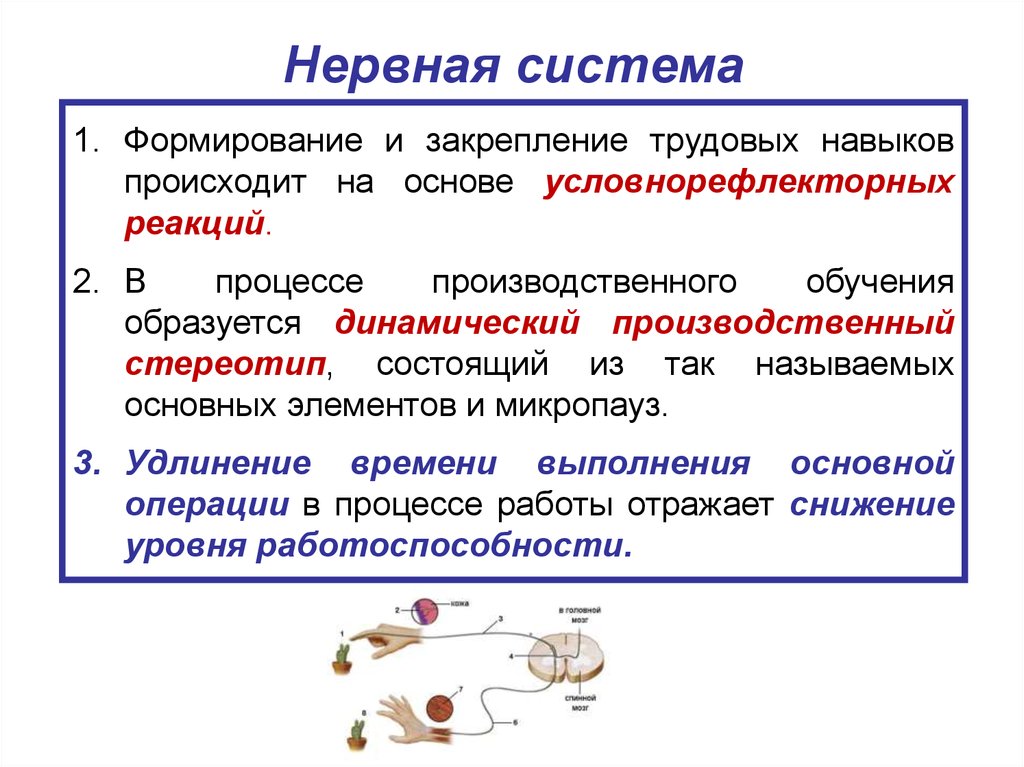 Происходит на основе. Трудовые умения и навыки. Условно рефлекторные реакции это. Формирование, закрепление. Формирование формирования условно рефлекторной реакции.