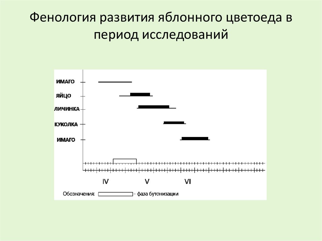 Исследуемого периода. Фенологический календарь развития рапсового цветоеда. Обозначения в фенологии. Фенологическое развитие. Период исследования.