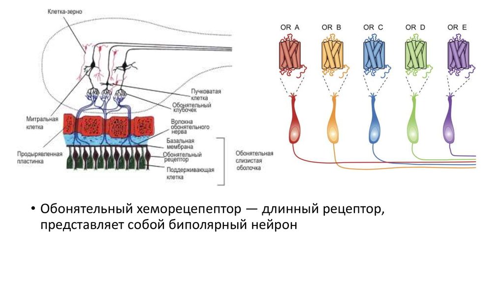 Обонятельные рецепторные клетки. Обонятельный анализатор Рецептор нерв. Рецепторный потенциал обонятельного рецептора. Механизм возбуждения обонятельных рецепторов схема. Клеточное строение обонятельного рецептора.