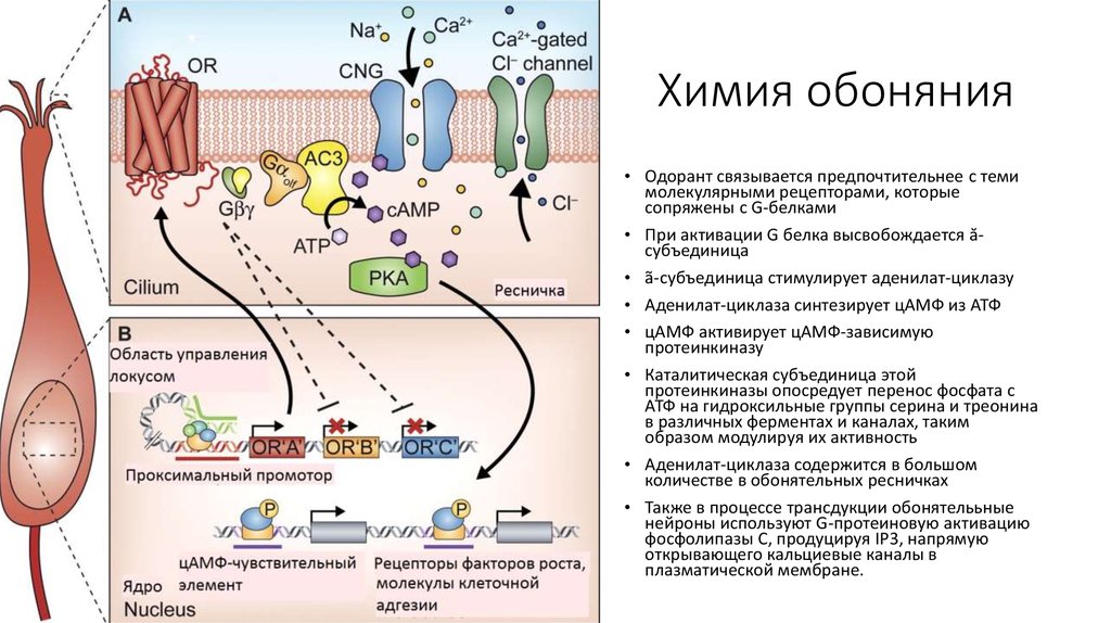 Обонятельная сенсорная система физиология презентация