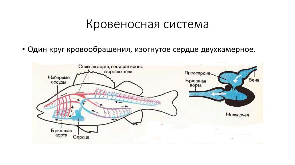 Кровеносная органы рыб. Кровеносная система рыб схема. Кровеносная система система костных рыб. Кровеносная система окуня схема. Строение сердца речного окуня.