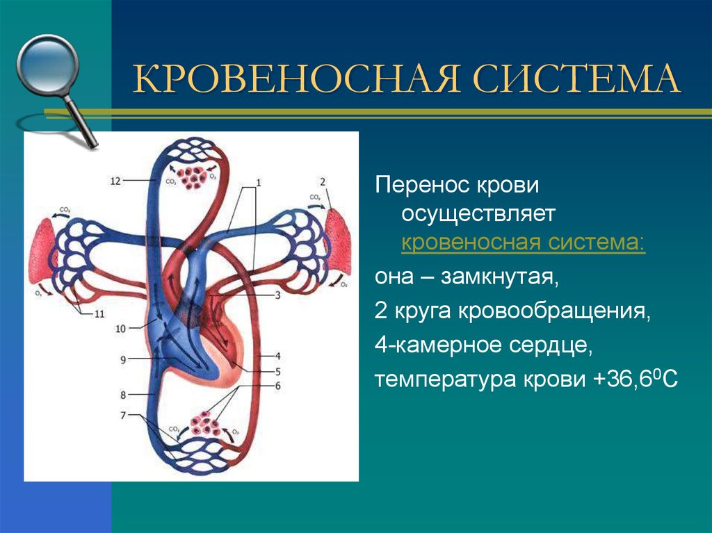 Три отдела кровообращения. Кровеносная система. Система кровообращения человека. Кровеносносная система. Органы кровеносной системы.