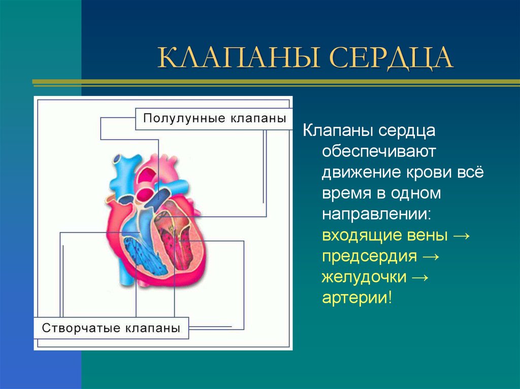 Сердечный клапан. Клапаны сердца обеспечивают. Клапан сердца обеспечивающий движение крови из правого желудочка. Функции клапанов сердца. Сердечные клапаны обеспечивают.