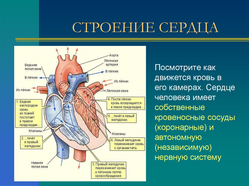 Какая кровь содержится в левой части сердца. Строение сердца и функции схема. Строение сердца легочная Вена. Строение кровеносных сосудов строение сердца. Сердце анатомия легочная Вена.