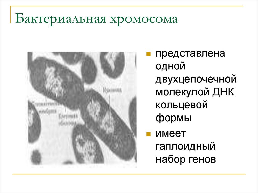 Имеется кольцевая хромосома. Бактериальная хромосома. Набор хромосом у бактерий. Бактериальная хромосома микробиология. Строение бактериальной хромосомы.