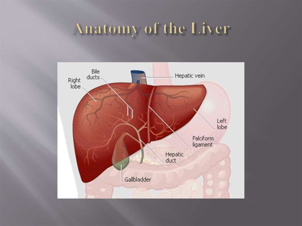 Anatomy of the Liver