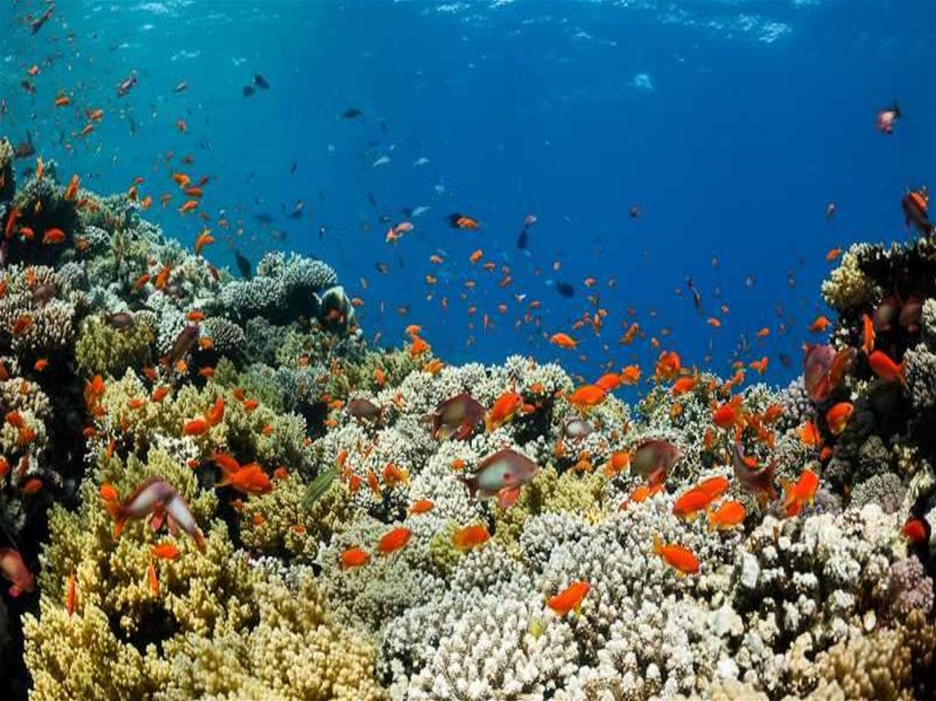 5 океанов рыба. Океанические рыбки. Жители красного моря. Красное море картина. Растения в Шарм Эль.