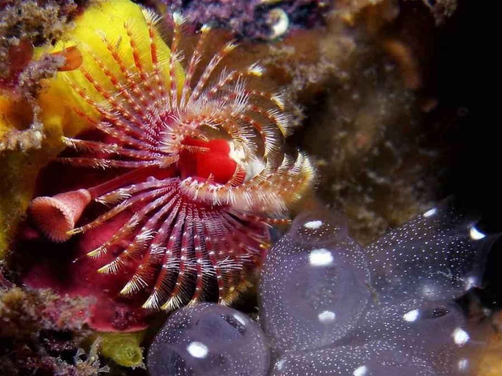 Необычные растения и животные океана