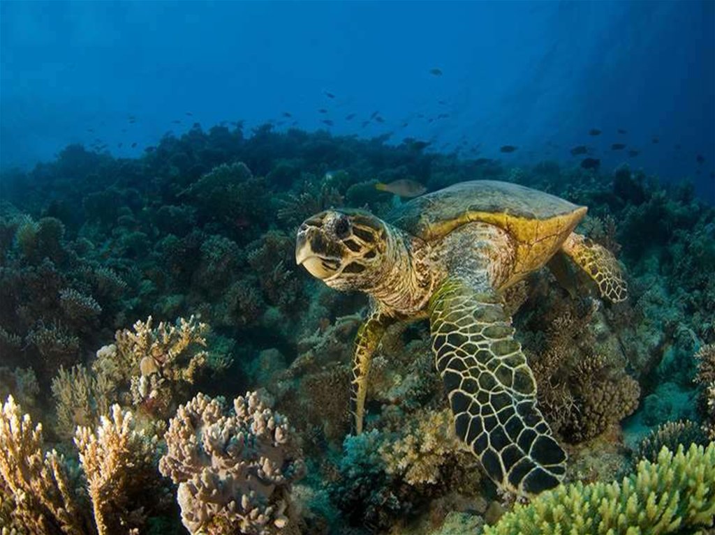 Обитатели моря. Черноморская черепаха морская. Морская Флора и фауна. Водные обитатели. Подводный мир черного моря.