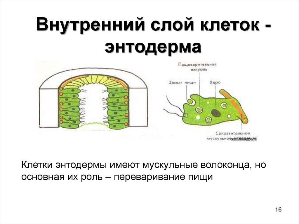 Мускульные клетки. Внутренний слой клеток энтодерма. Пищеварительная клетка энтодермы. Железистая клетка энтодермы. Клетки энтодермы кишечнополостных.