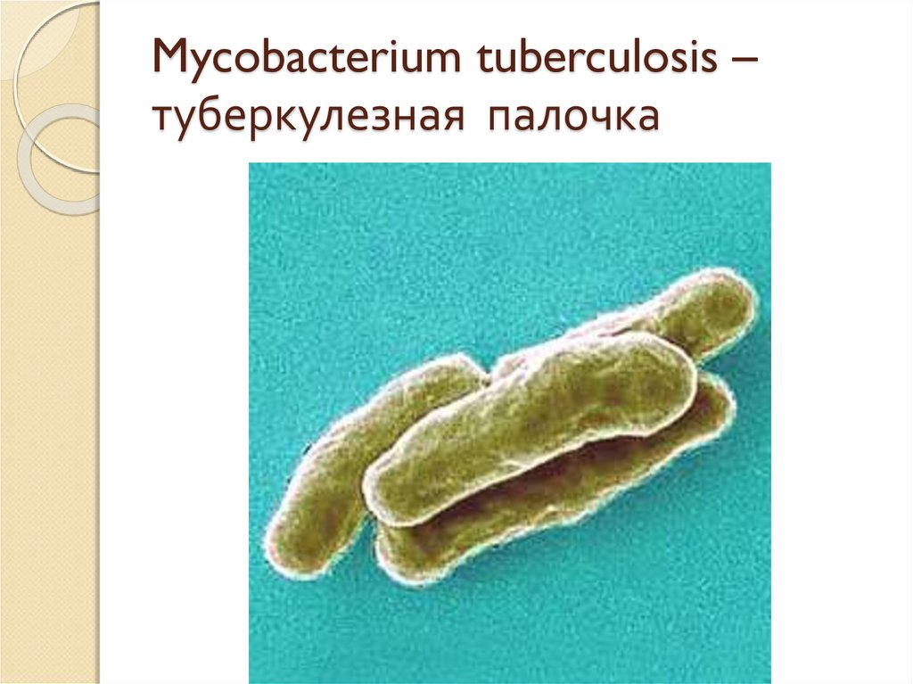 Туберкулез микробиология презентация