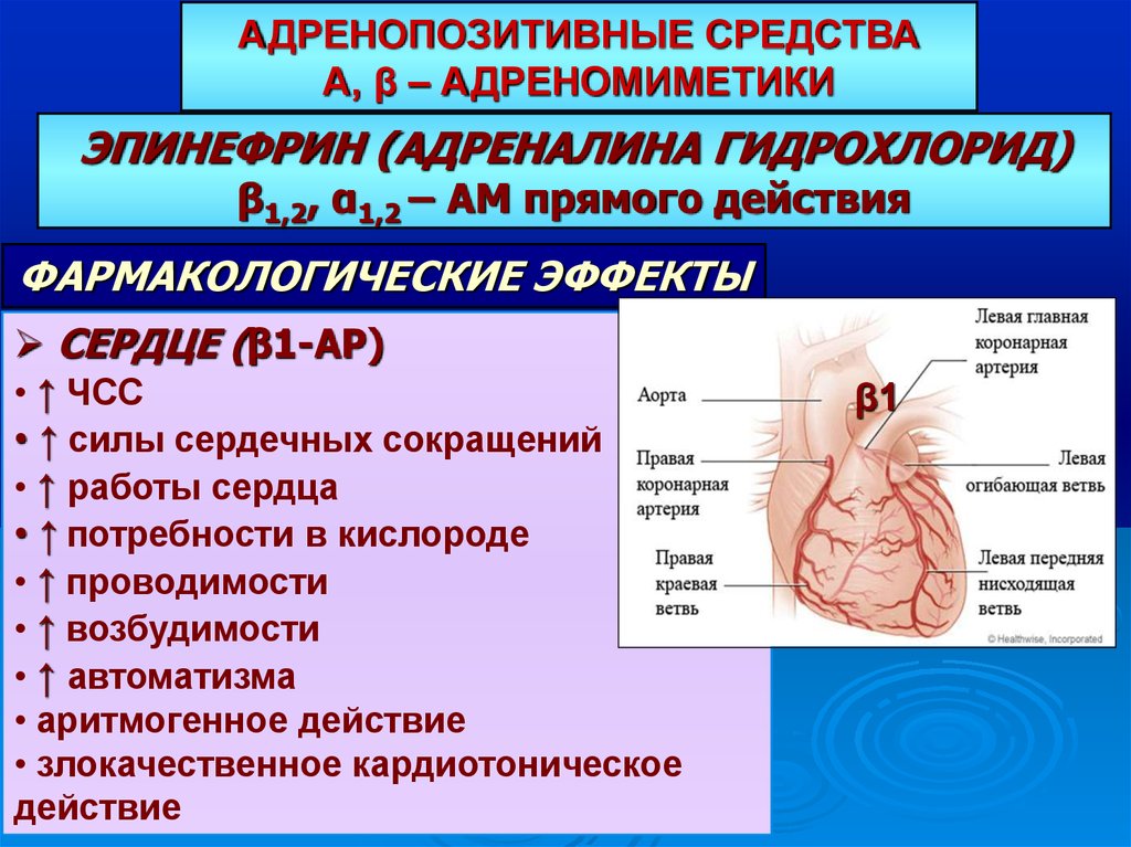 Адренергические средства презентация