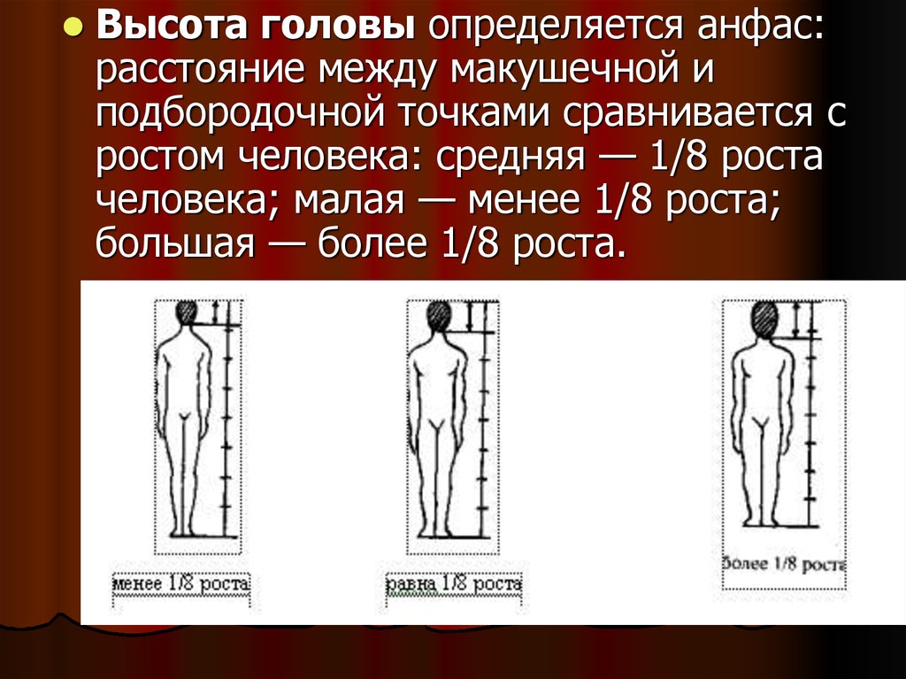 Высота человека. Высота головы. Средняя высота головы. Высота головы человека в среднем. Средняя высота головы женщины.