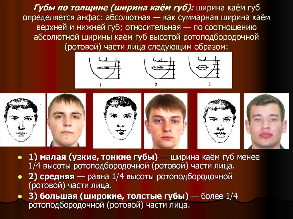 Средней ширины. Ширина каймы губ криминалистика. Высота верхней губы криминалистика. Ширина Кайм губ криминалистика. Размер рта криминалистика.