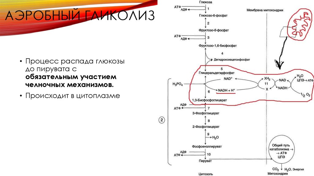 Процесс распада. Аэробный путь распада Глюкозы. Схема распада Глюкозы до пирувата. Челночные механизмы в аэробном окислении Глюкозы. Челночные механизмы аэробного гликолиза.