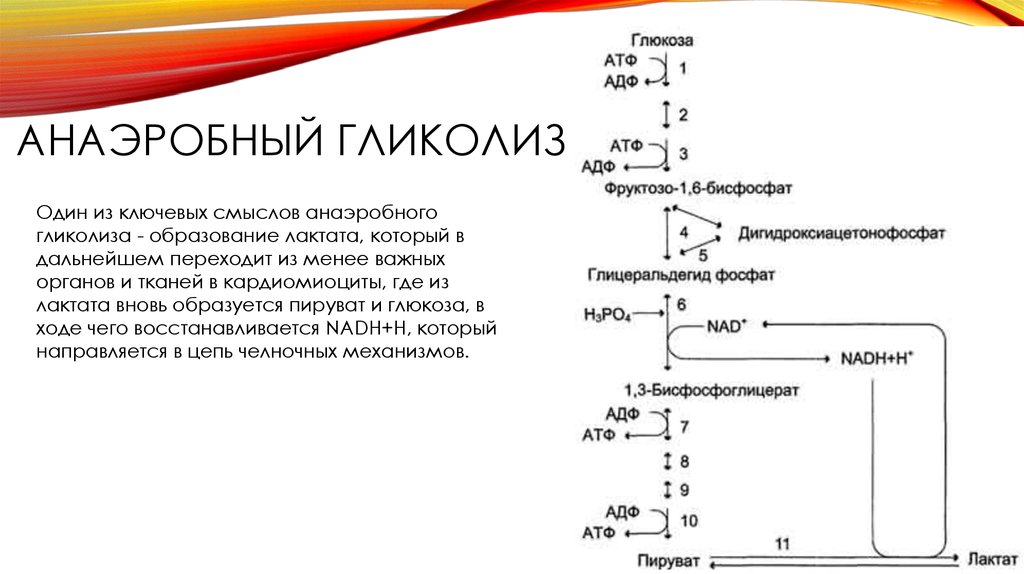 Этапы глюкозы. Схема анаэробного гликолиза биохимия. Анаэробный гликолиз схема. Общая схема аэробного и анаэробного гликолиза. Характеристика аэробного гликолиза.