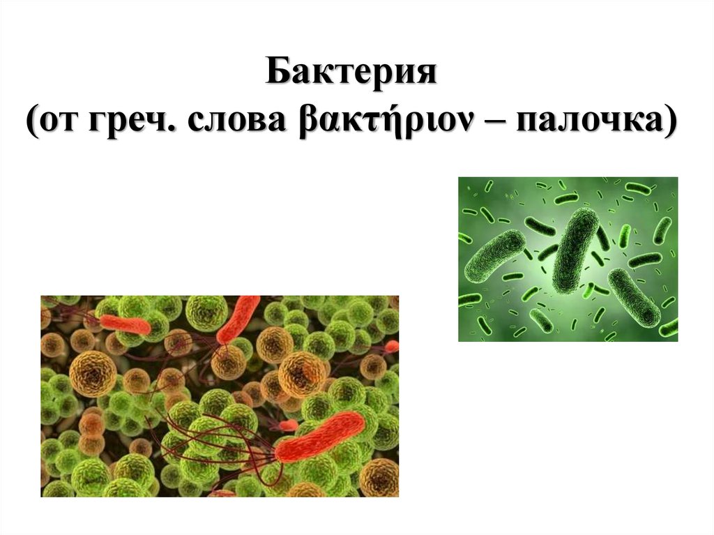 Царство бактерий водоросли